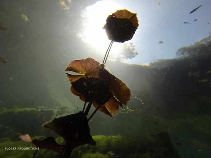 Para Conocer : Cenotes cerca de Playa del Carmen