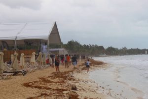 Sargazo en Playa del Carmen - Viva Playa