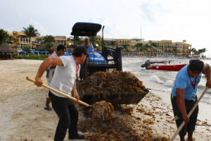 Sargazo en Playa del Carmen