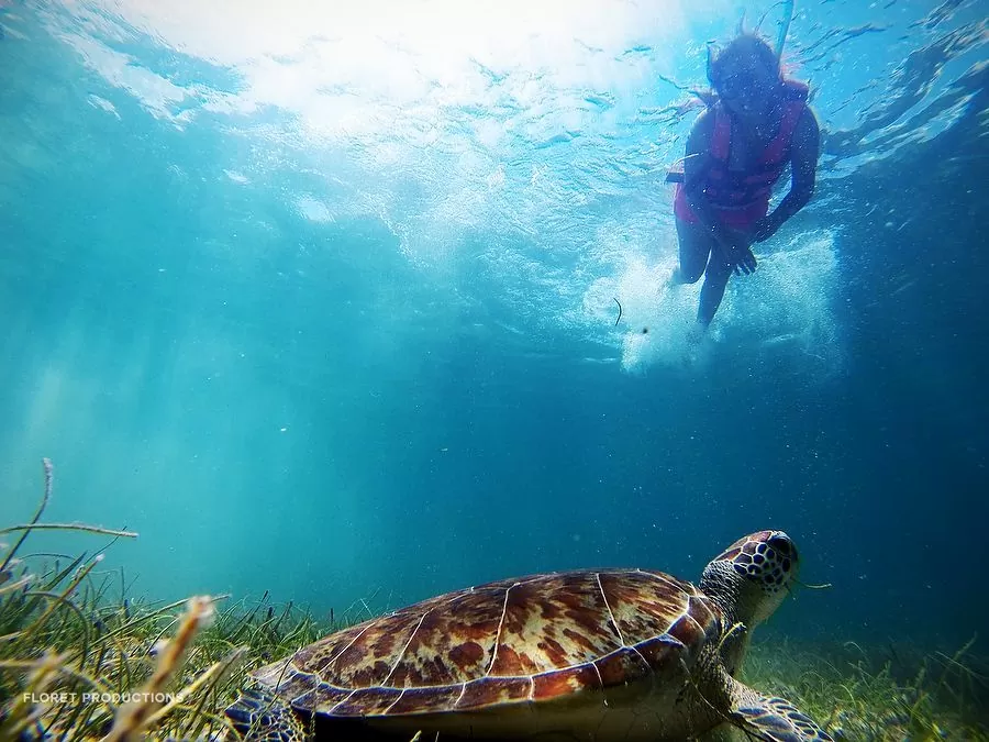Akumal means: “place of the turtles” and like its name says it, it is famous for offering the unrivaled experience of swimming in the same place where different types of turtles