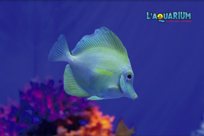 Acuario playa del carmen- que hacer en playa del carmen