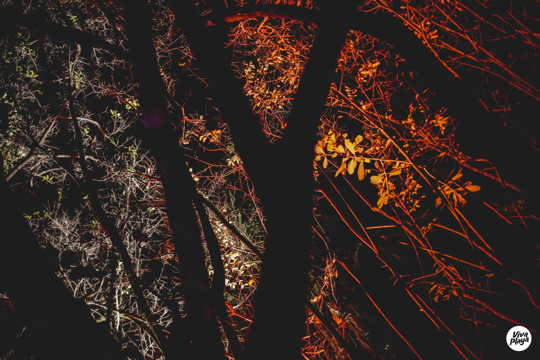 Galeria Comunite Tulum 2017 - Viva Playa