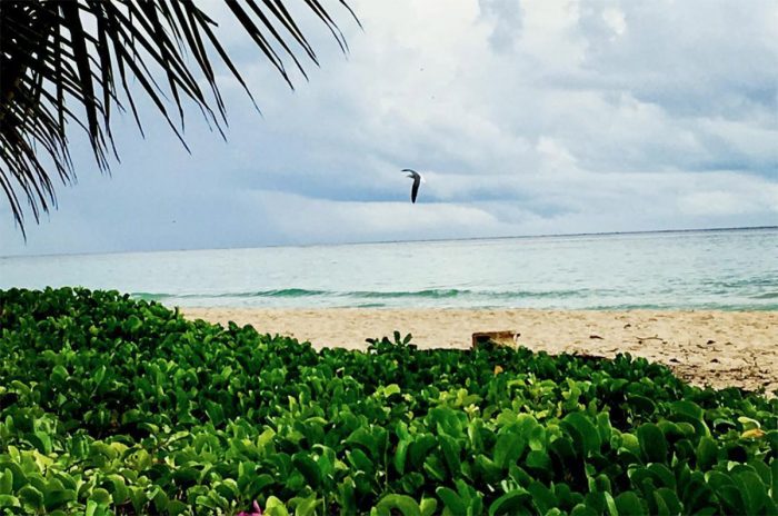 Playacar Playa del Carmen - Viva Playa